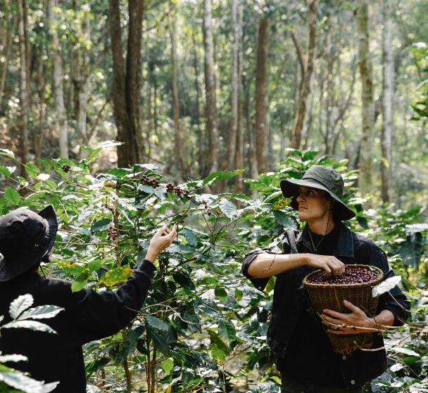 coffee-originates-img