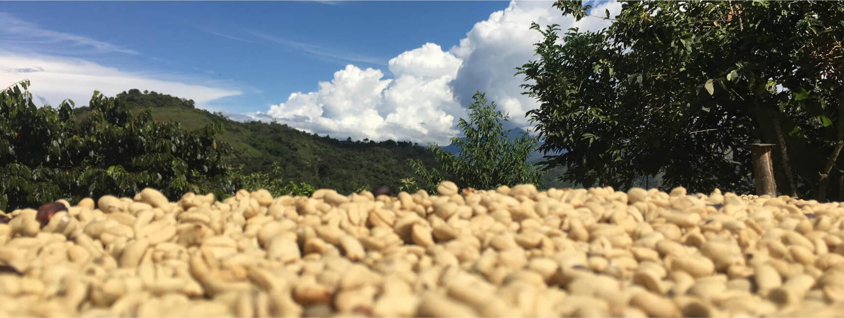 new-guinea-bnr-bnr-img