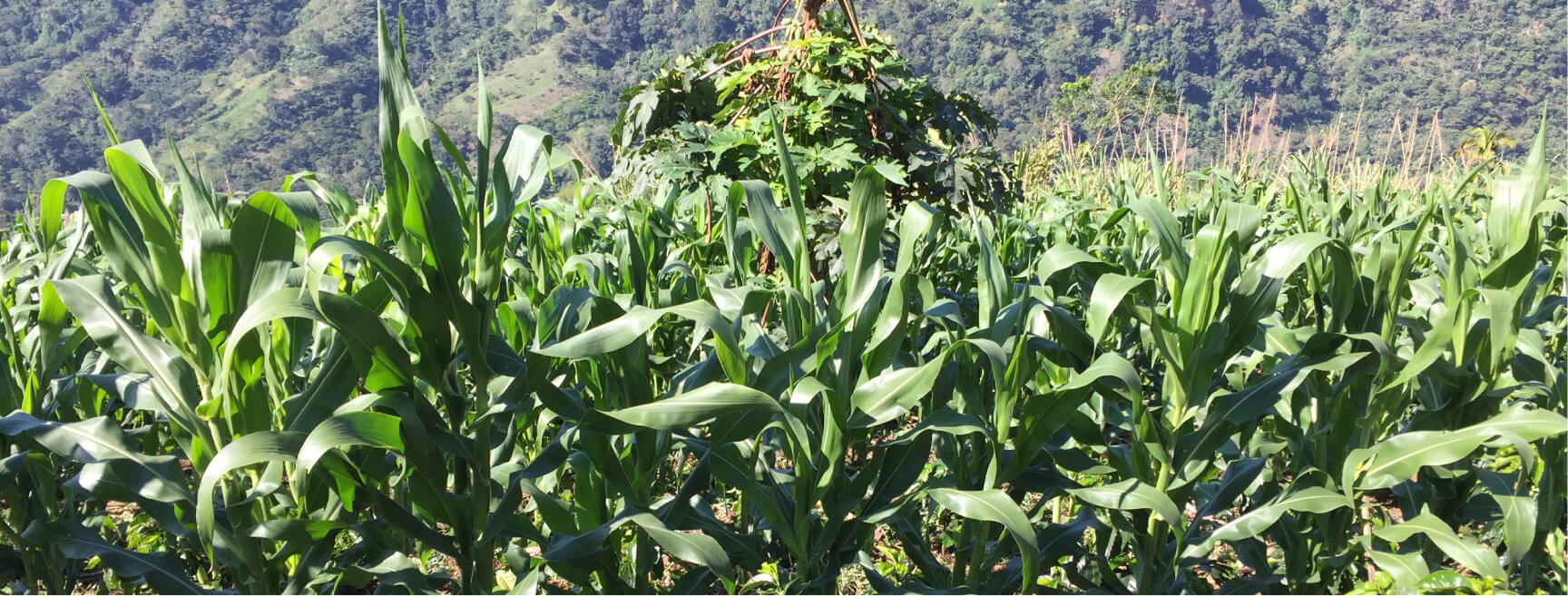 Zentralamerika-bnr-img